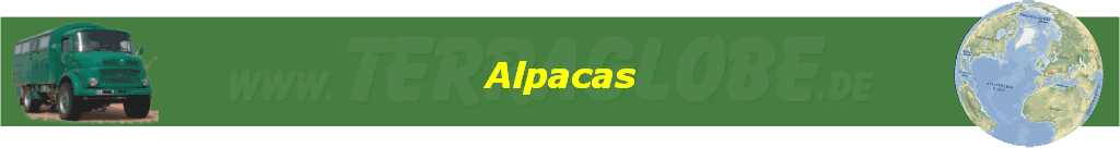 Alpacas