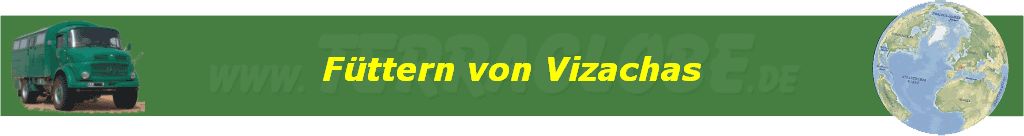 F�ttern von Vizachas