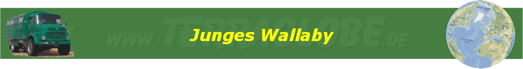Junges Wallaby