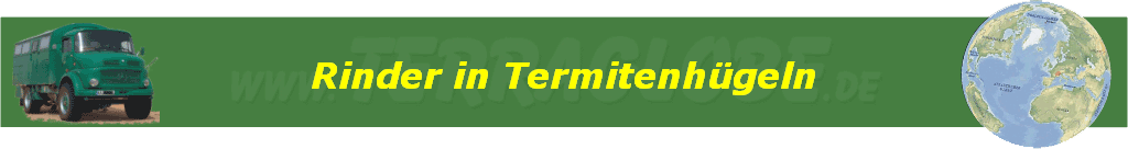 Rinder in Termitenh�geln