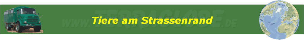 Tiere am Strassenrand