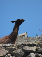 Besuch Machu Picchu 103