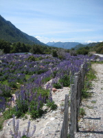 Carretera Austral (14)