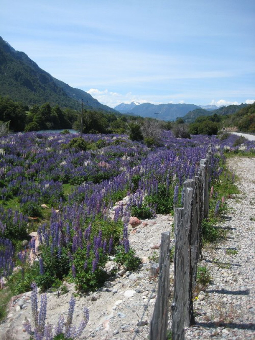 Carretera Austral (14)