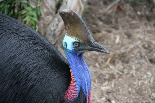 Cassowary
