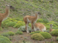 Cerro Castillo (6)