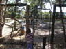 Z�une wegen der Dingos