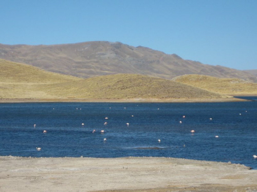 Flamingos in den Lagunen