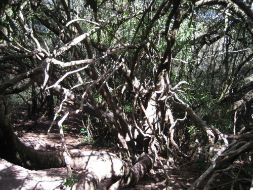 Knorzelbaum