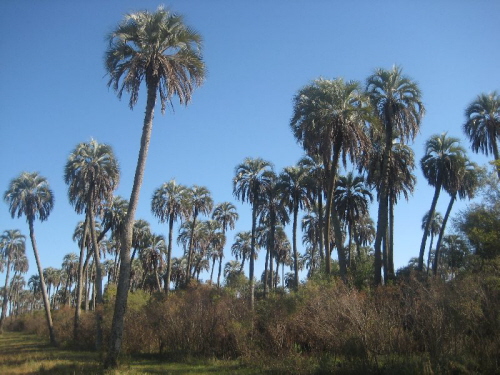 Palmenwald