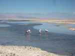 SP_Flamingolagune_Chaixa (3)