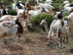 Sardinien0091