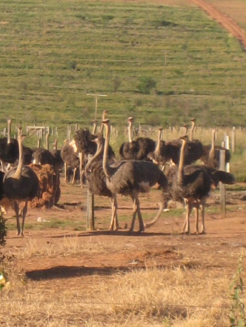 Straussenfazenda