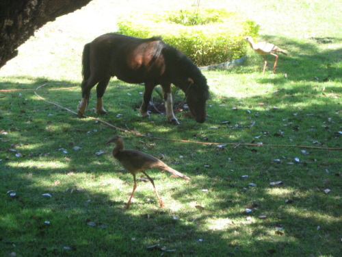 Tiere am Strassenrand