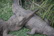 Tierpark 04