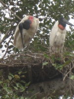 Tuiuiup�rchen