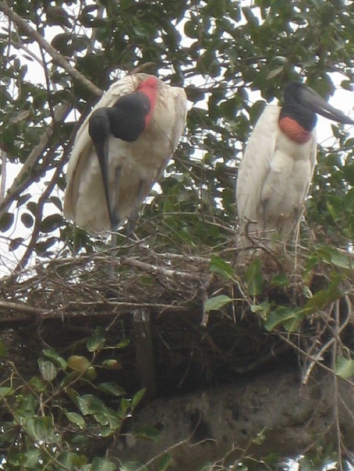 Tuiuiup�rchen