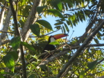 Tukan