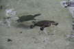 Turtles