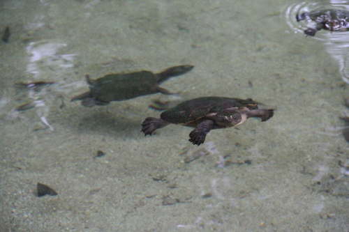 Turtles