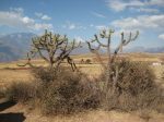 Urubamba_Salinen_Moray 61