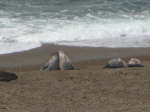 Valdes_Punta Norte (24)