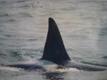 Valdes_Punta Norte (48)