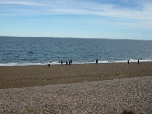 Wale direkt am Strand