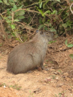 Wasserschwein