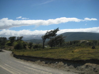 Windbaum