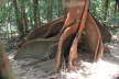 Wurzeln im Daintreepark