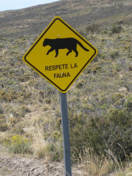 vorsicht Pumas